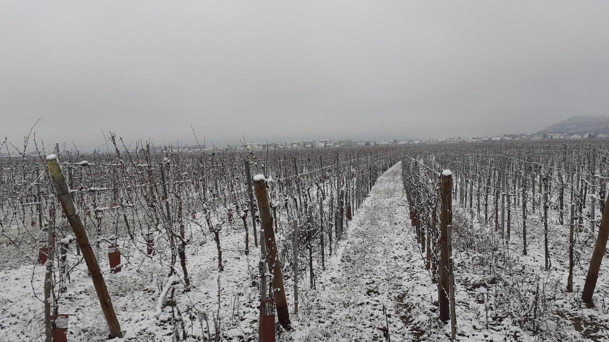 مبيت وإفطار إينغرسهايم Aux Pieds Des Vignes المظهر الخارجي الصورة